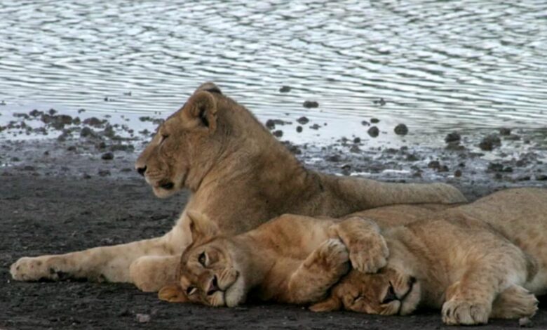 lion tanzania