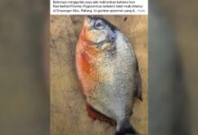 pirana