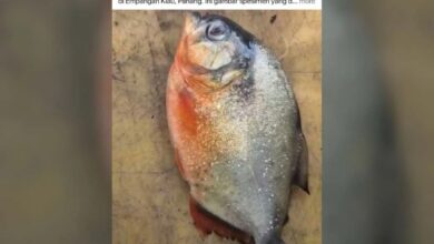 pirana