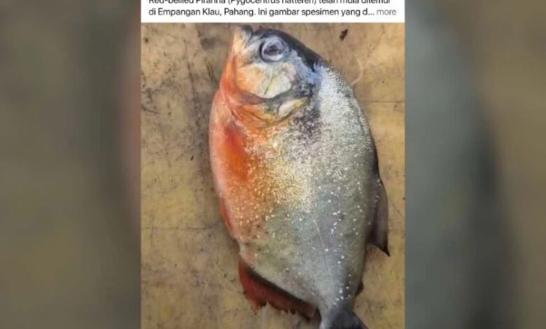 pirana
