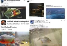 ikan piranha