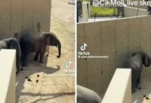 gajah