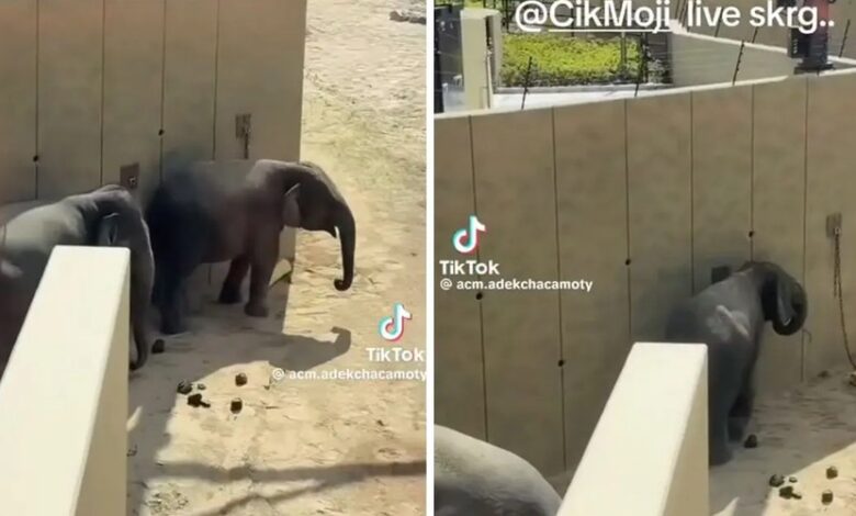gajah
