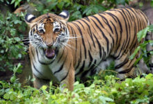 harimau