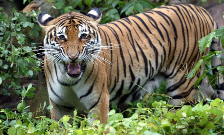 harimau