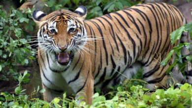 harimau