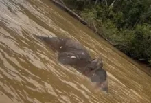 gajah