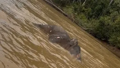 gajah