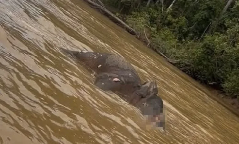 gajah