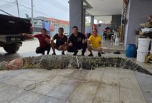 buaya