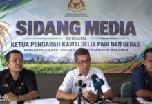 pesawah