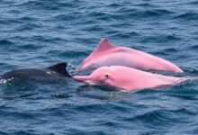 dolphin