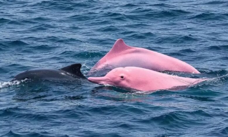 dolphin