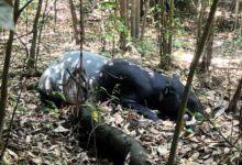 tapir