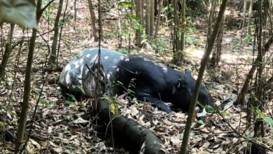 tapir