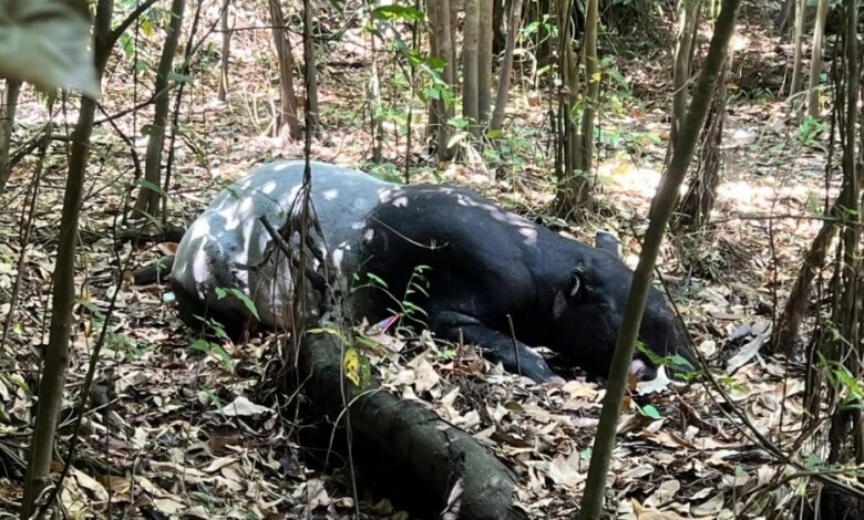 tapir